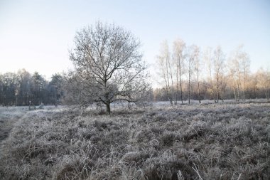 Kış manzara içinde izole ağaç