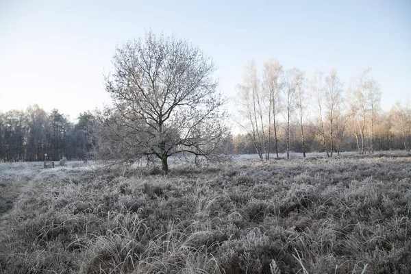 Kış manzara içinde izole ağaç