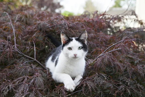 Bir ağaçta yalan kedi