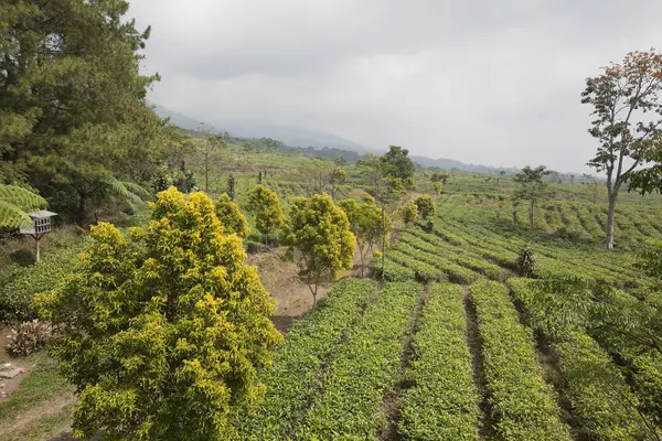 Çay plantasyon Adası Java, Endonezya