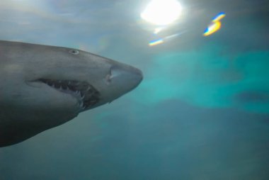komik köpek balığı. metin için yer ile Oceanarium fotoğraf