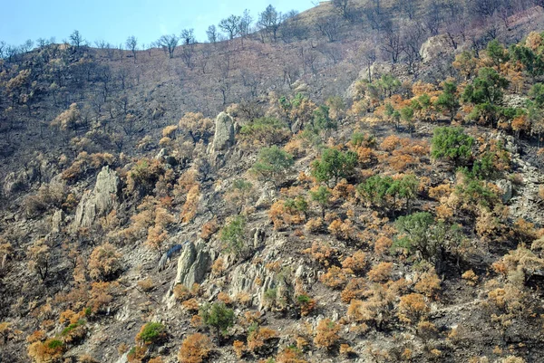 Ausgebrannte Wälder in Spanien — Stockfoto