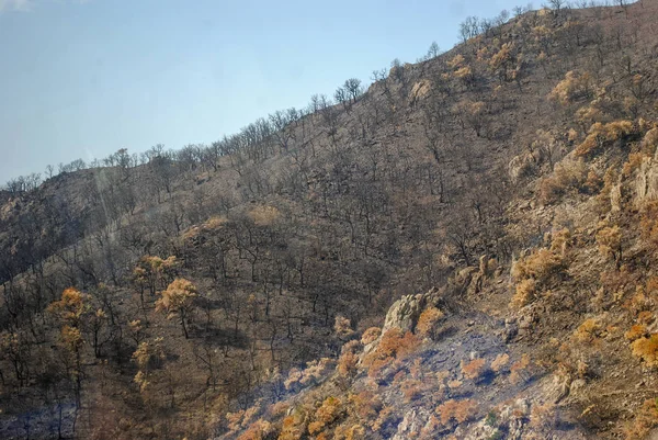 Schwarzasche von Kanarienkiefern nach Waldbrand im Nationalpark — Stockfoto