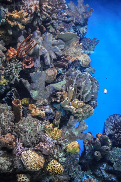 Schöne Fotografie von farbenfrohen Korallen, Algen Wasserpflanzen und — Stockfoto