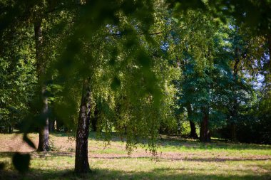 Şehirdeki güzel bir park manzarası.