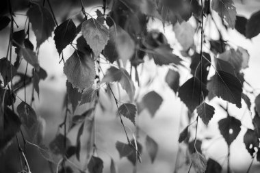 siyah ve beyaz sonbahar yaprakları, arkaplan