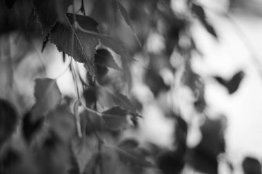 doğada siyah ve beyaz yapraklar