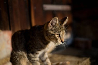 Kedi yerde oturuyor.