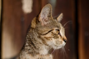 Şirin bir kedinin portresi