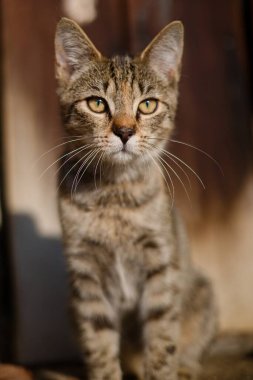 Bulanık arka planda bir kedinin yakın plan çekimi.