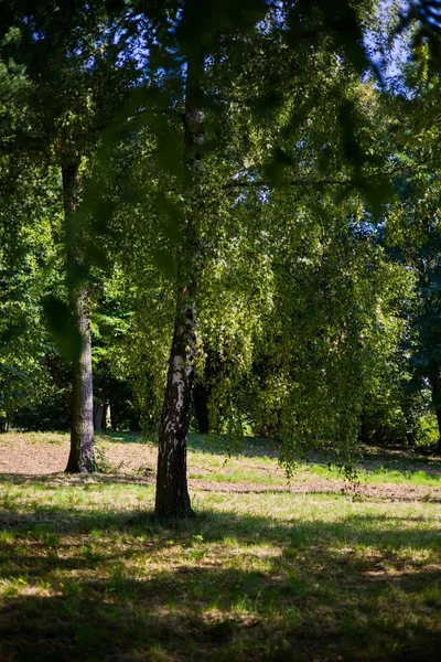 Ormanın güzel manzarası