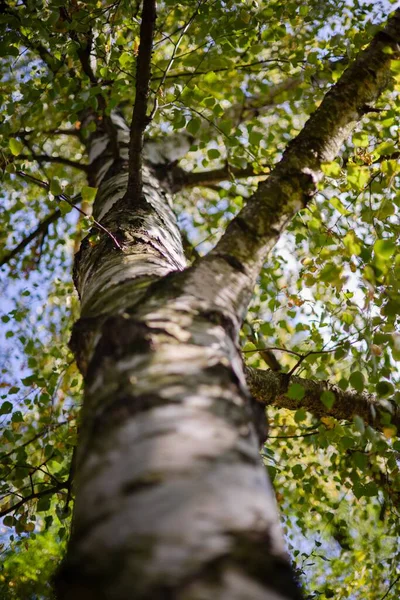 Ormanda güzel sonbahar yaprakları