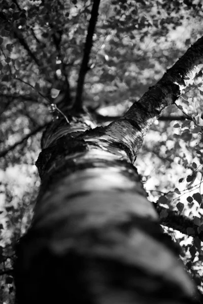 Ağaç gövdesi doğada, Flora.