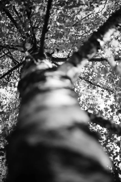 Parkta güzel sonbahar yaprakları