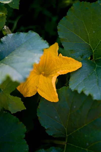 Bahçedeki sarı yaprak