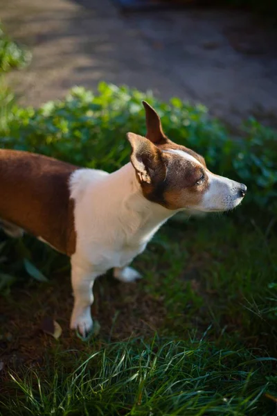 Şirin köpek Jack Russell Terrier.