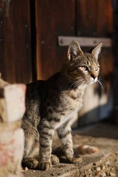 Şehirdeki sevimli kedi.