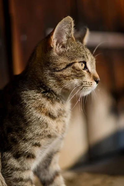 Kabarık bir safkan kedi portresi