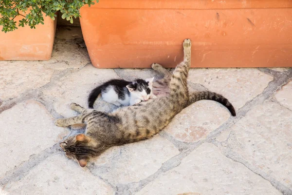 イタリアの路上で母野良猫の給餌子猫 ストックフォト