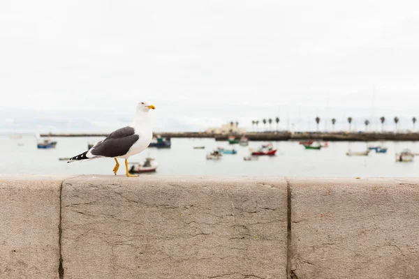 葡萄牙卡斯卡瓦湾墙上的海鸥 免版税图库图片