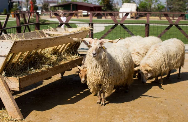 Racka羊在农场公园里 图库照片
