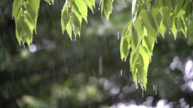 yeşil yaprakları ile düşen damlalar