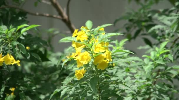Bumble Bee Yellow Elder Flower — Stock Video