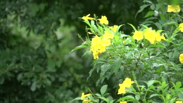 Бджола Жовтій Старшій Квітці — стокове відео