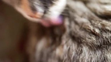 kedi yakından kendini temizliyor