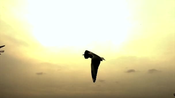 Γλάροι Που Πετούν Στο Ηλιοβασίλεμα Χρώμα Καύσωνα Κύμα — Αρχείο Βίντεο