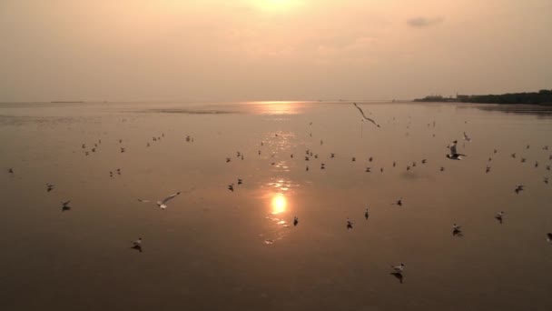 Gaviotas Volando Cámara Lenta Atardecer — Vídeos de Stock