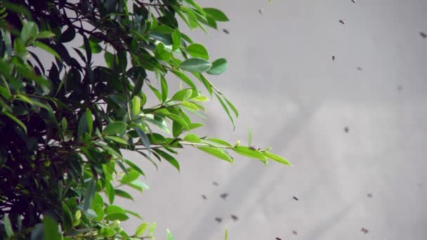 Mała Pszczoła Latająca Nad Zielonymi Gałęziami Drzew — Wideo stockowe