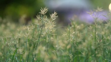 arı güneş doğuşu üzerinde çim alan üzerinde uçan