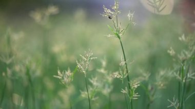 arı güneş doğuşu üzerinde çim alan üzerinde uçan