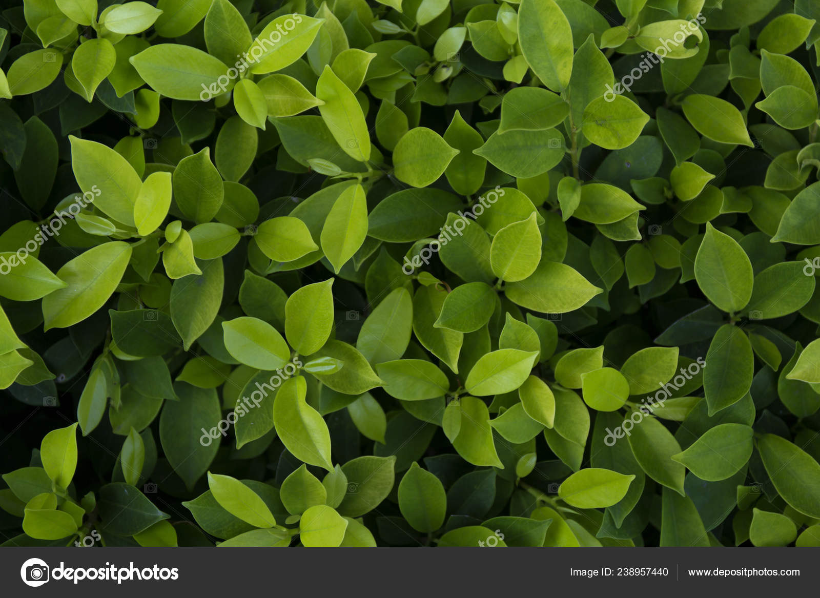 Green Leaf Background Leaves Texture Stock Photo Image By C Rtyt01 Mail Ru 238957440