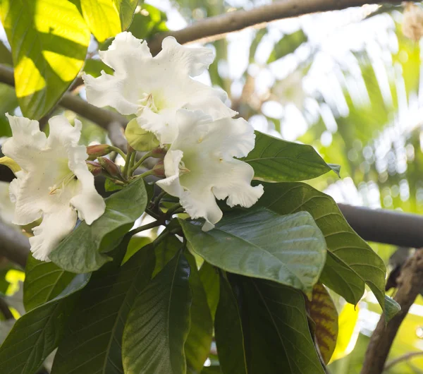 Macro white tropic flower. Close up blossom background.