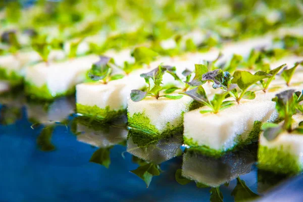 Su, geleneksel argriculture için alternatif büyüyen marul, çeşitli türleri de dahil olmak üzere genç suda sebze yakın çekim