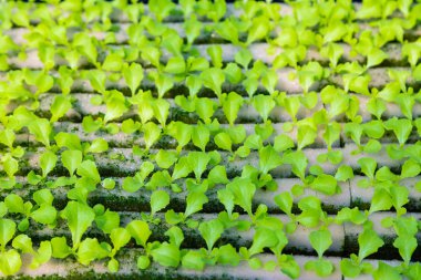 Genç suda sebze, su üzerinde büyüyen marul, çeşitli türleri de dahil olmak üzere