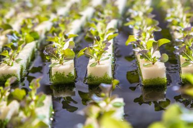 Su üzerinde yumuşak sünger satırlardaki büyüyen marul, çeşitli türleri de dahil olmak üzere genç suda sebze yakın çekim,