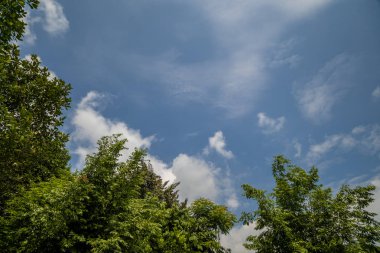 Yeşil tre karşı yumuşak bulutlar ve parlak güneş ile güneşli mavi gökyüzü