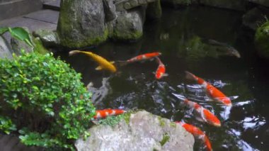 Koi balık, sazan balık, iyi dekore Edilmiş Japon gölet bahçesinde serbestçe yüzer