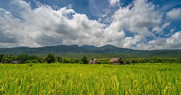 Timelapse Moving Cloud Rice Field Huai Thung Tao Lake Chiang — стокове відео