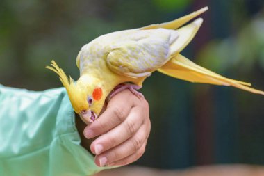 Budgerigar is a long-tailed parrot, with yellow feathers is sitting on the hand of girl. Melopsittacus undulatus. Human communicates with the bird. Close-up portrait clipart