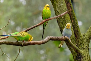 Üç Budgerigars, papağan, uzun kuyruklu, sarı, mavi, yeşil tüylü şube üzerinde oturuyorsun. Melopsittacus undulatus. Yakın çekim portre
