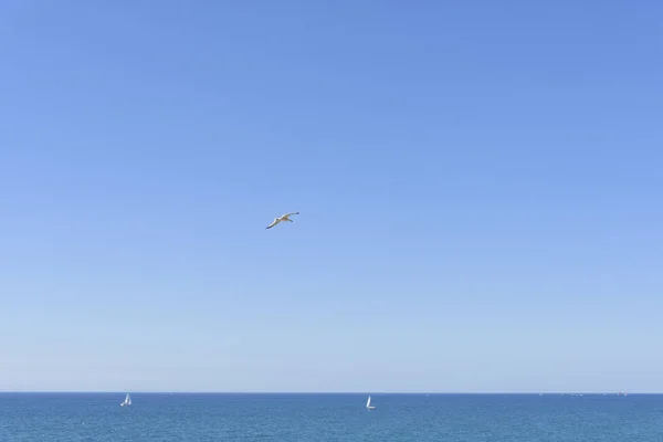 Seascape Summer Day Bright Blue Sky Soaring Seagull Sailboats Sea — Stock Photo, Image