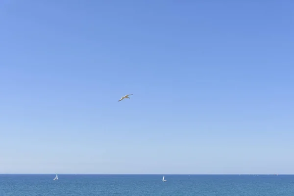 Jour Été Avec Ciel Bleu Vif Avec Mouette Montante Voiliers — Photo