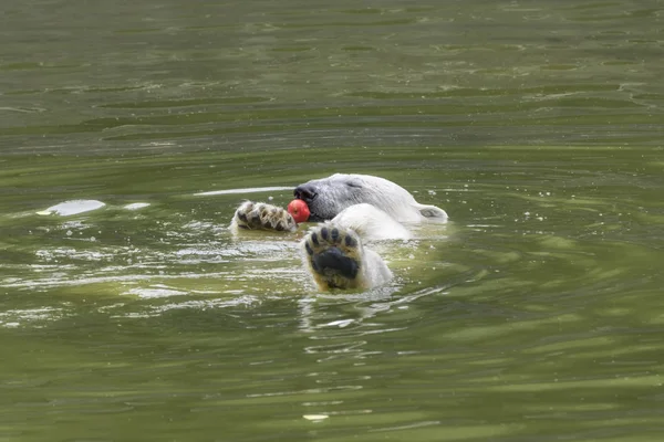 Orso Polare Ursus Maritimus Nuota Nello Stagno Con Una Mela — Foto Stock