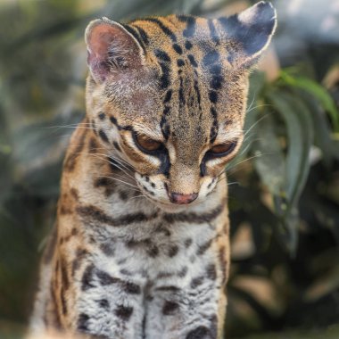 Margay, Leopardus wiedii nicarague bir küçük vahşi kedi yerel birincil yaprak dökmeyen ve yaprak döken orman orta ve Güney Amerika var. Hayvanat Bahçesi de küçük kedi. Yakın çekim