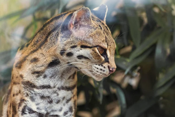 Margay Leopardus Wiedii Nicarague Pequeño Gato Salvaje Nativo Los Bosques — Foto de Stock
