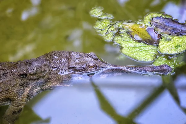 Gavialis Gangeticus Svømmer Sump Krokodille Spøgelse Fisk Spisende Krokodille Længste - Stock-foto